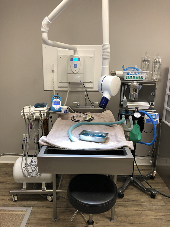 Mann Veterinary Hospital Owens Cross Roads, AL 35763 > Our Services > Dental Care